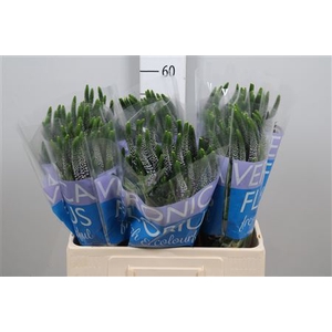 Veronica  'Clea June'