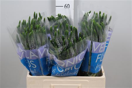 <h4>Veronica  'Clea June'</h4>