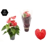 Anthurium 14 cm Esudo in Diamond Line Purple sleeve