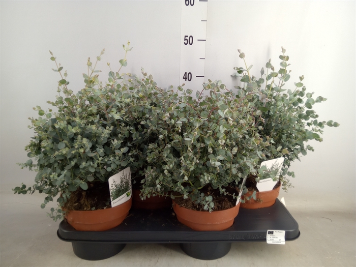 <h4>Eucalyptus gunnii</h4>