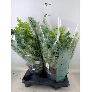 Phlebodium aureum 'Davana'