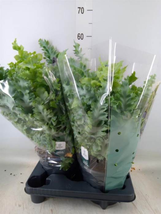 <h4>Phlebodium aureum 'Davana'</h4>