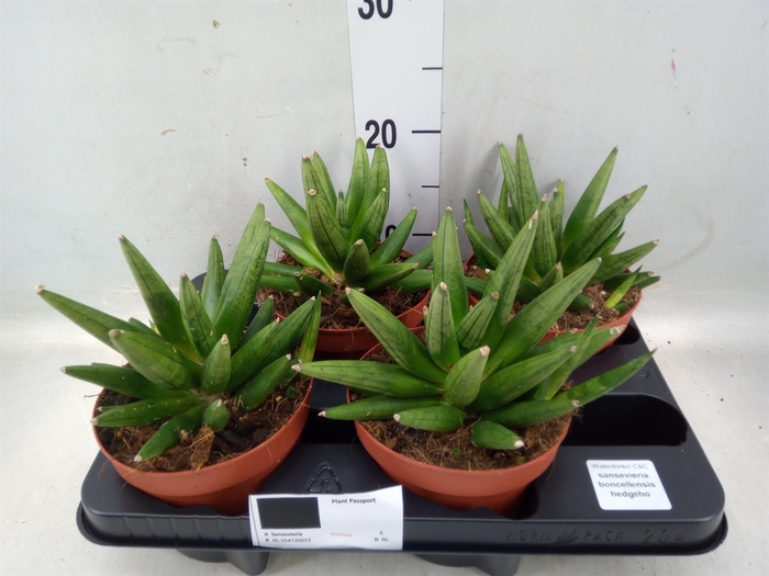 <h4>Sansevieria   ...</h4>