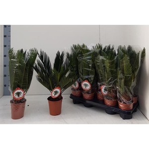 Cycas Revoluta (Cites) 12Ø 45cm 10v