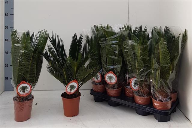 Cycas Revoluta (Cites) 12Ø 45cm 10v