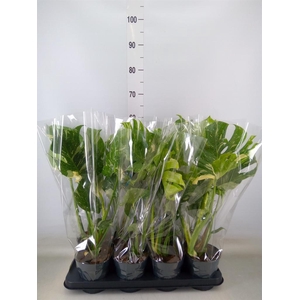 Monstera delic. 'Thai Constellatio'