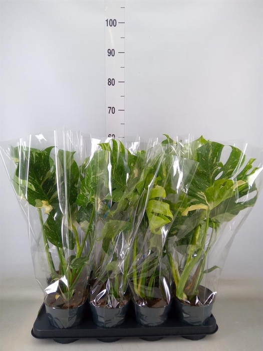 <h4>Monstera delic. 'Thai Constellatio'</h4>