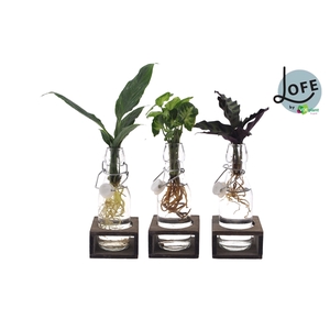 LOFE | Intenz mix in Ann Glas (witte dop) + Naturel Single