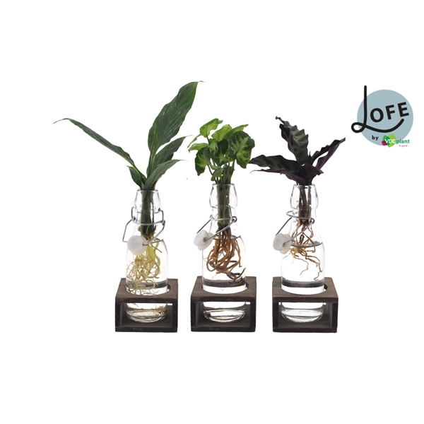 <h4>LOFE | Intenz mix in Ann Glas (witte dop) + Naturel Single</h4>