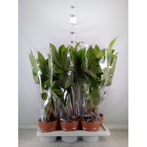 Pachira aquatica