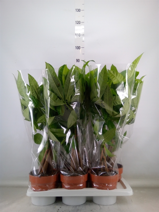 <h4>Pachira aquatica</h4>