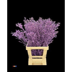 Waxflower Purple