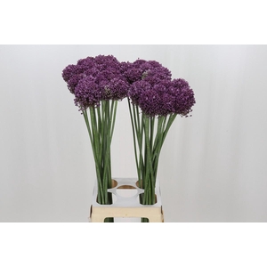 Allium Pink Lady