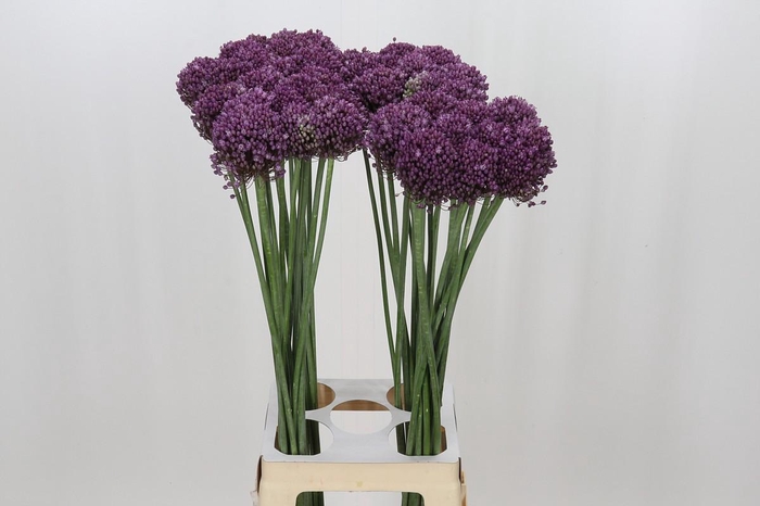 Allium Pink Lady