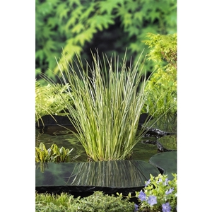 Acorus calamus Gramineus