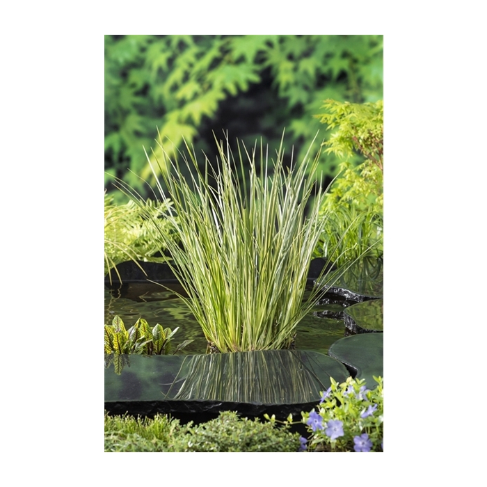 <h4>Acorus calamus Gramineus</h4>