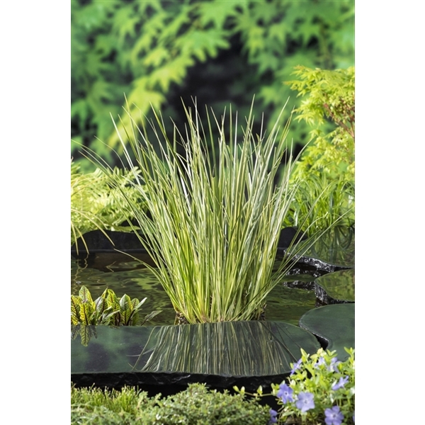 Acorus calamus Gramineus