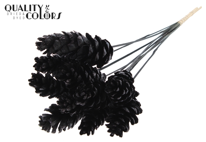 Strobus 10-15cm on stem Black