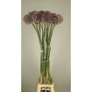 ALLIUM OV