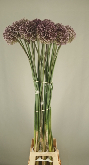 <h4>ALLIUM OV</h4>