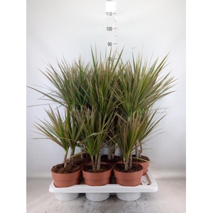 Dracaena marg. 'Bicolor'
