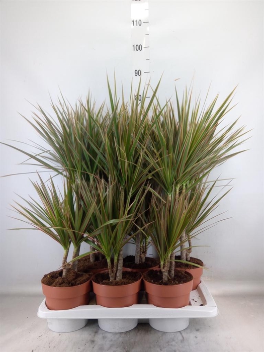 <h4>Dracaena marg. 'Bicolor'</h4>