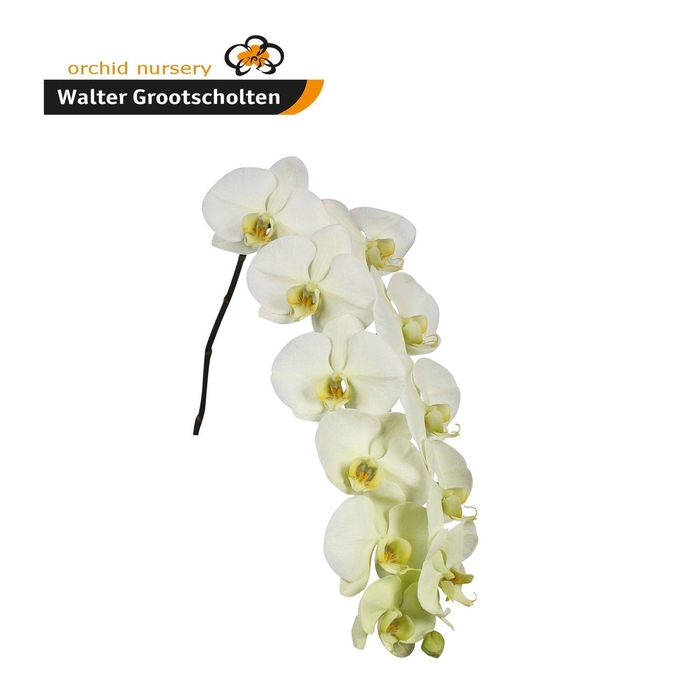<h4>Phalaenopsis  'Limon Bella'</h4>