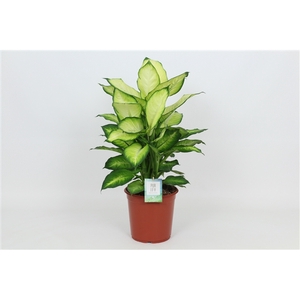 Purify Dieffenbachia Summer Style 24 cm