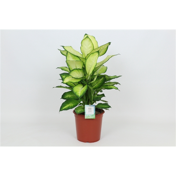 <h4>Purify Dieffenbachia Summer Style 24 cm</h4>