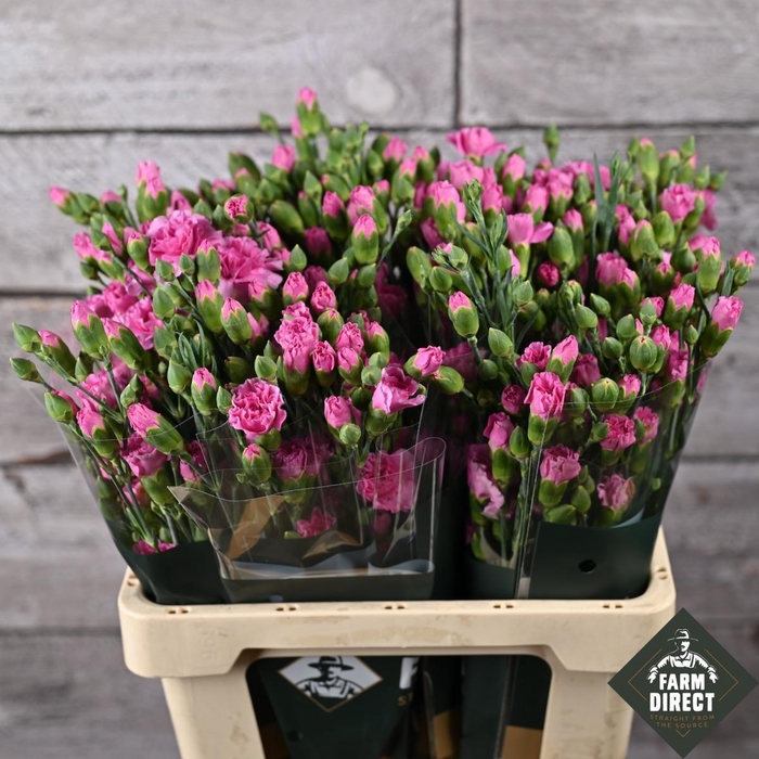 <h4>DI TR LILAC MELISSA</h4>