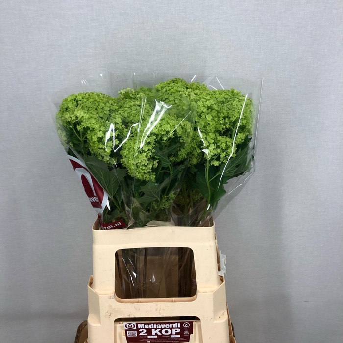<h4>Viburnum Greenhouse 2 Kop Mediaverdi</h4>