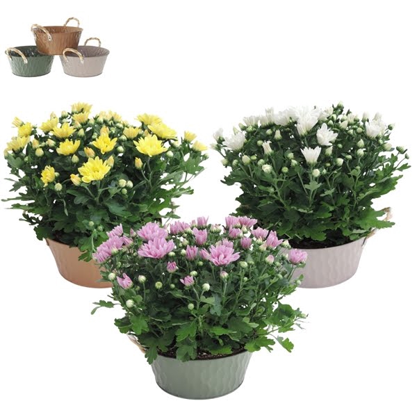 Collectie Amun Chrysant Mix in Zink 21 cm