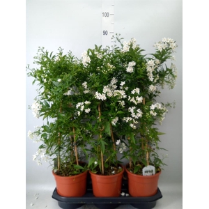 Solanum jasminoides