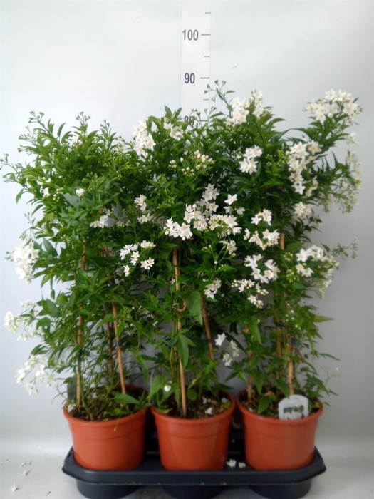 <h4>Solanum jasminoides</h4>