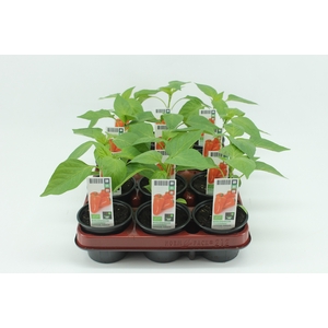 BKH groente 50480 bio Snackpaprika