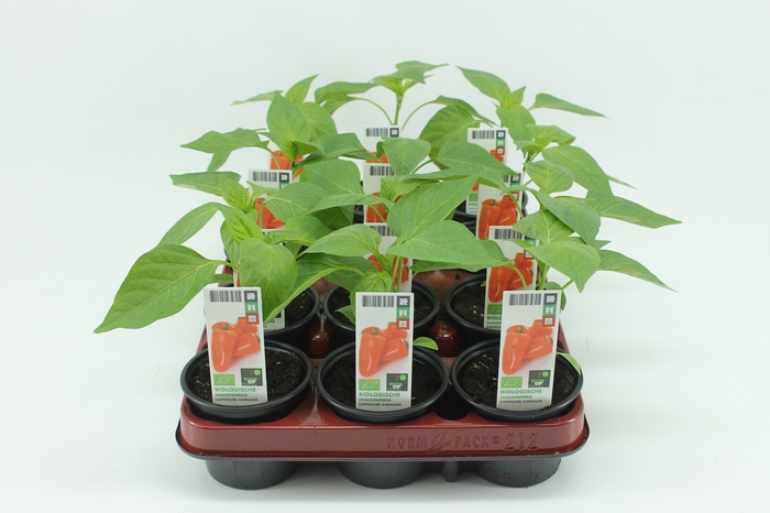 <h4>BKH groente 50480 bio Snackpaprika</h4>