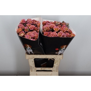 R Tr Wx Flaming Silver Xl