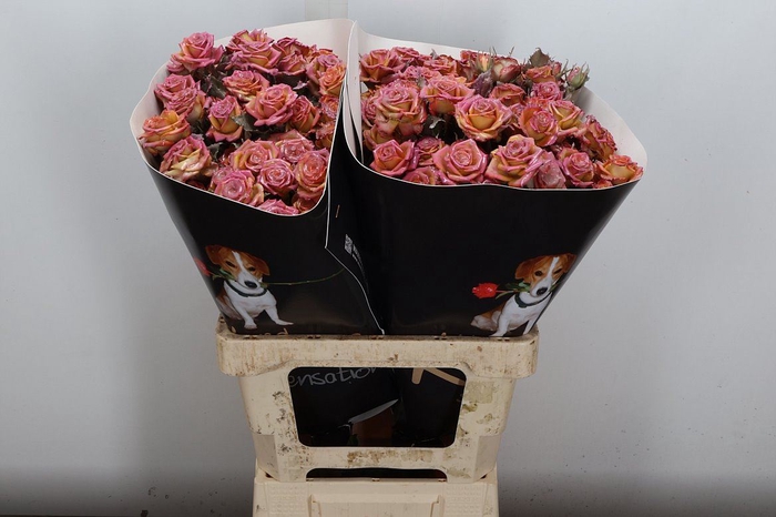 <h4>R Tr Wx Flaming Silver Xl</h4>