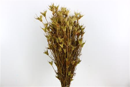 Dried Nigella Orientalis Natural Bunch