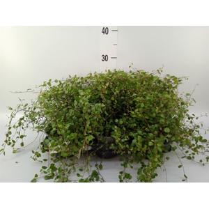 Muehlenbeckia com. 'Mao'ri'