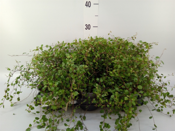 <h4>Muehlenbeckia com. 'Mao'ri'</h4>