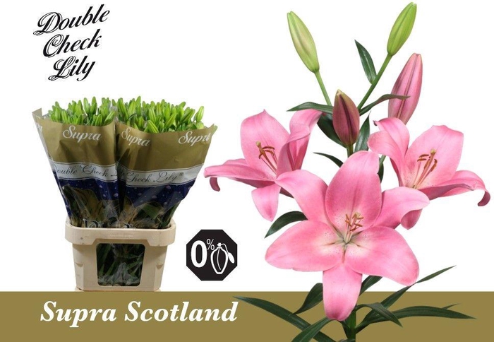 <h4>LI LA SCOTLAND SUPRA 5+</h4>