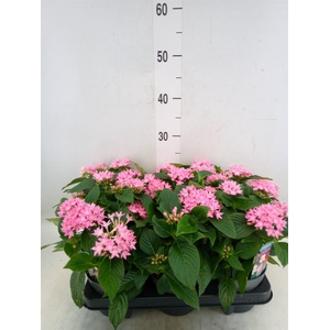Pentas lanceolata 'Starclust Rose'
