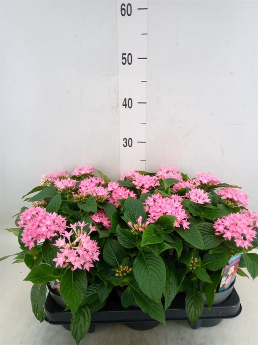 <h4>Pentas lanceolata 'Starclust Rose'</h4>