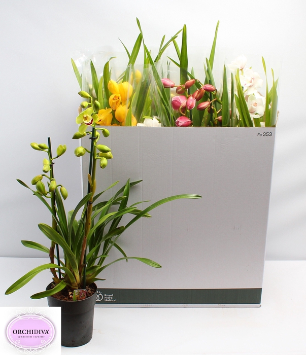 <h4>CYMB GEMENGD</h4>