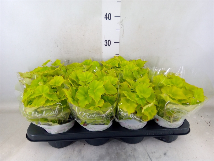 <h4>Begonia BD 'Beleaf Lima Love'</h4>