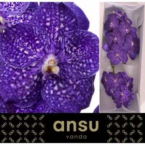 Vanda  'Nitaya Tweed Blue'
