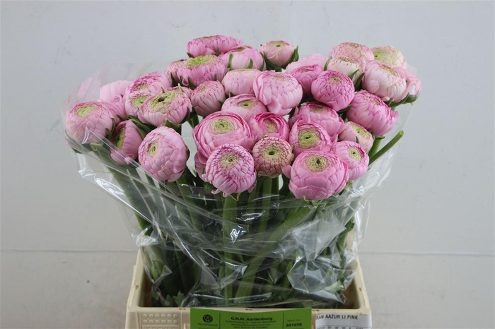 <h4>Ran Aazur Li Pink</h4>