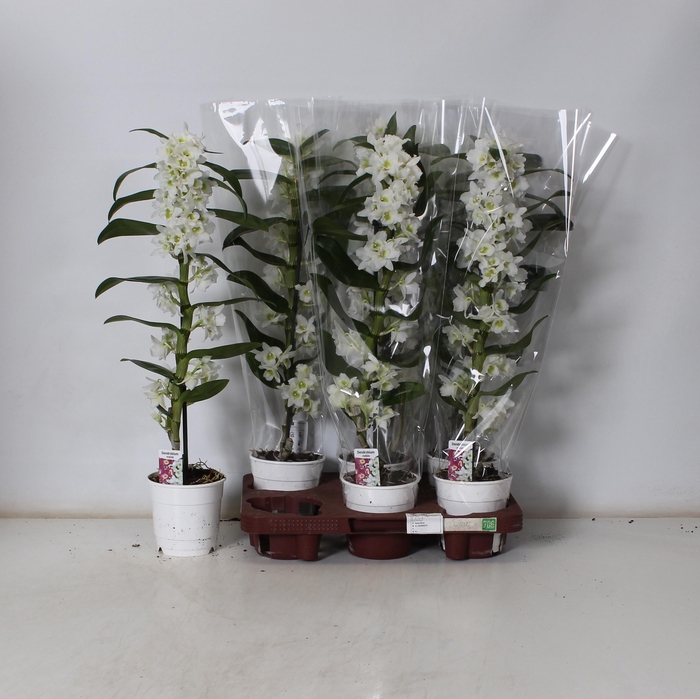 <h4>DEND NOBILE</h4>