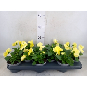 Viola wr. 'Delta Pure Primrose'
